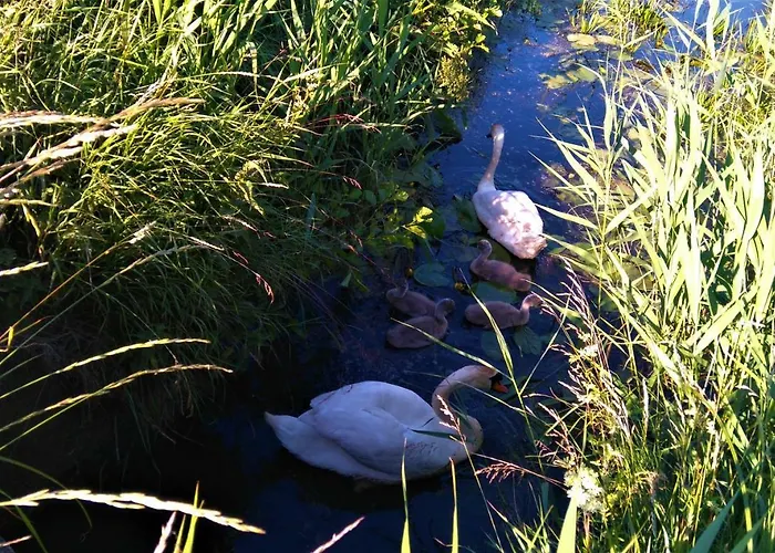 Nadmorski Skarb Apartamentowe Деревянный коттедж Острово
